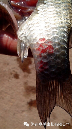 近阶段鲫鱼养殖常见病红鳃病的防控措施