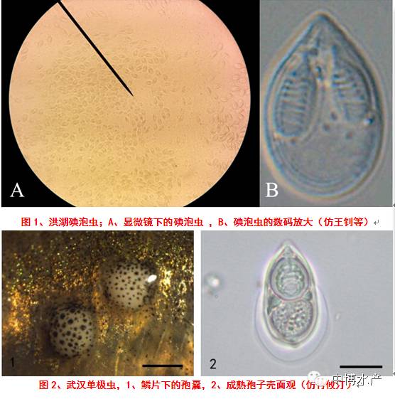 鲫鱼鲤鱼的黏孢子虫病防治方法