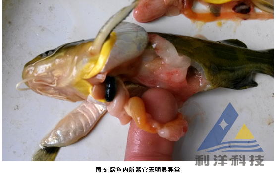 黄颡鱼断头症一例