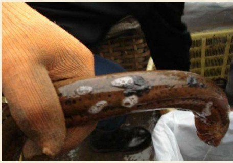 寄生蚂蝗(沙蛭)的黄鳝体外:主要是水蛭.预防方法:水草消毒.