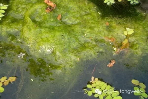 【生物】在生长有较多藻类的池塘中,常常可以看到鱼在