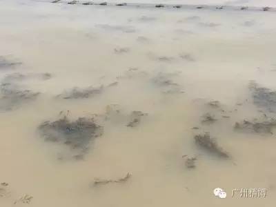 河蟹塘浑浊水产生的原因及处理方案