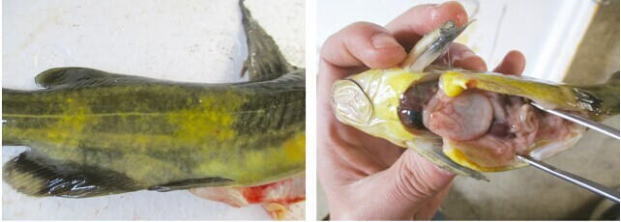 黄颡鱼几种常见病,多发病的防治方法