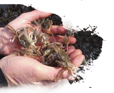 螃蟹养殖户如何辨别蟹苗优劣及下塘的准备工作