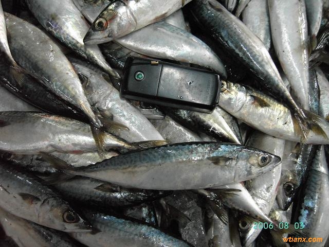 [供方]鲐鲅鱼(青砖鱼),100吨左右,200克左右的规格.