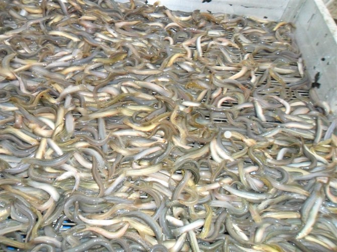 人工 养殖 泥鳅 ,促进农民增收的高利润 养殖 产