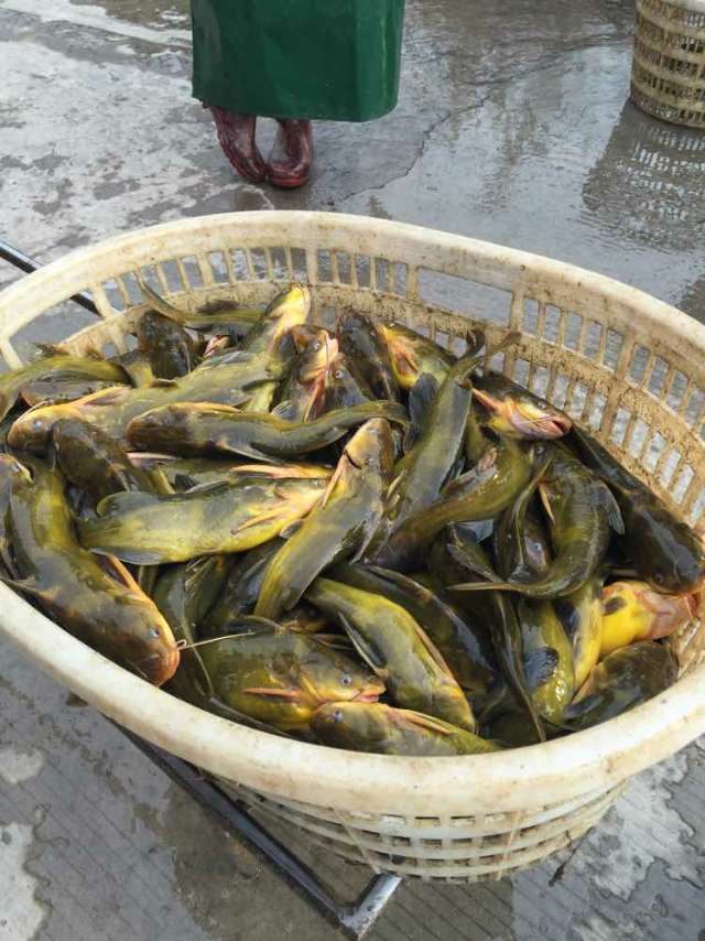 13751806126 地址:广东省广州市 求购1两以上的黄骨鱼