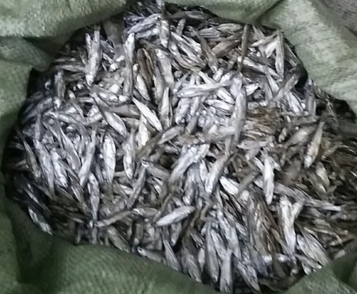 [供方]长期出售黄河小白条鱼晒制的干鱼 量大
