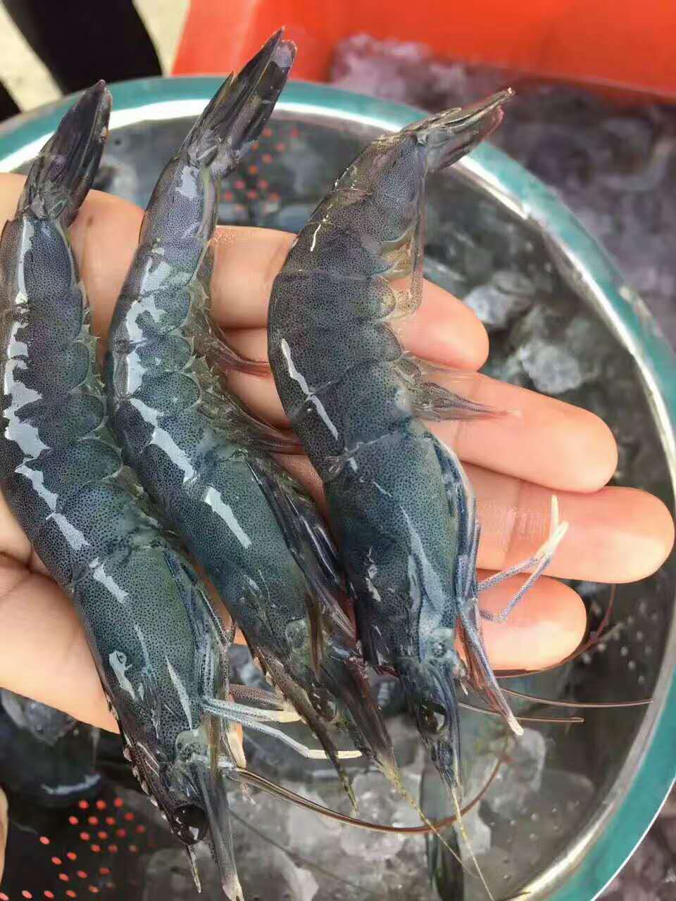 文莱蓝虾 蓝虾刺身 有机蓝虾_南美白对虾价格_中国水产养殖网
