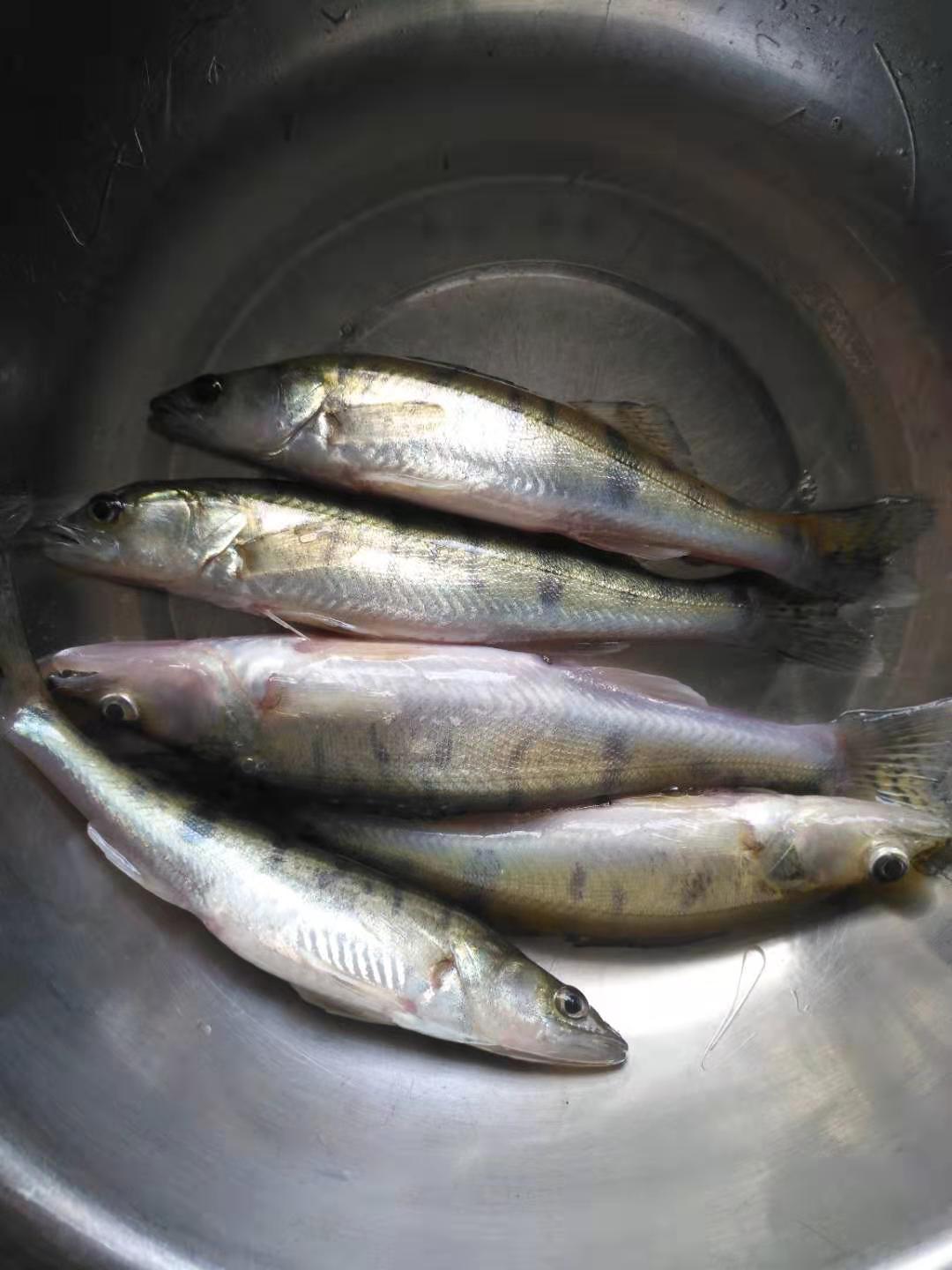 [供方]铜锣鱼,成鱼与鱼苗