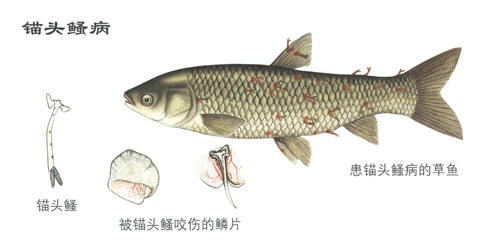 网箱养鱼常见鱼病及其防治