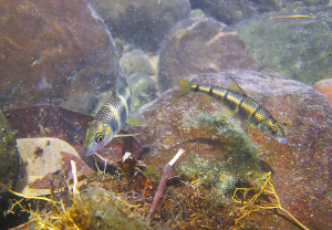 海南岛淡水鱼五彩斑斓的水中世界