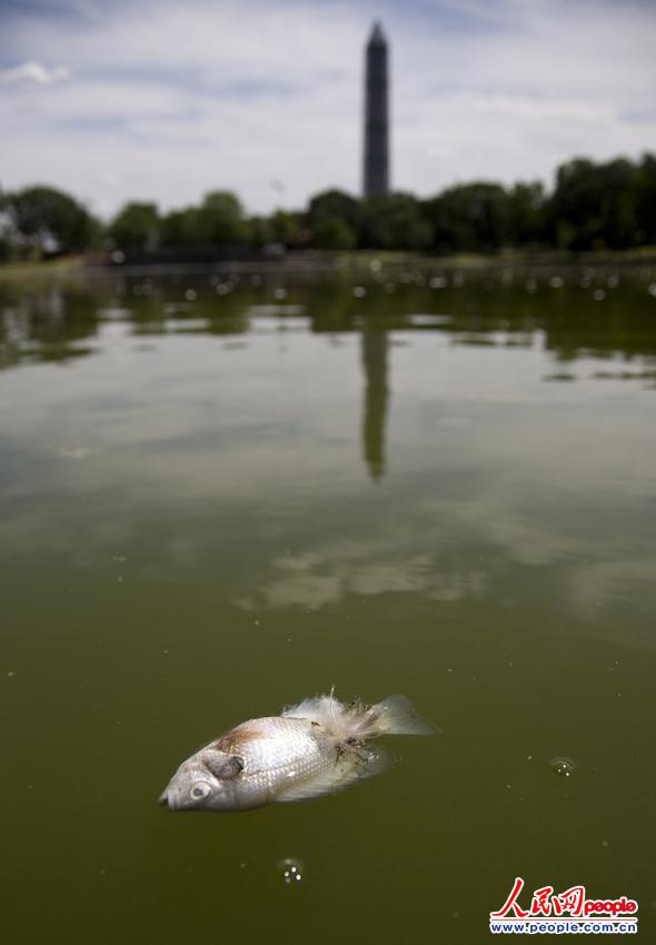 美国国家广场池塘里惊现1000条死鱼