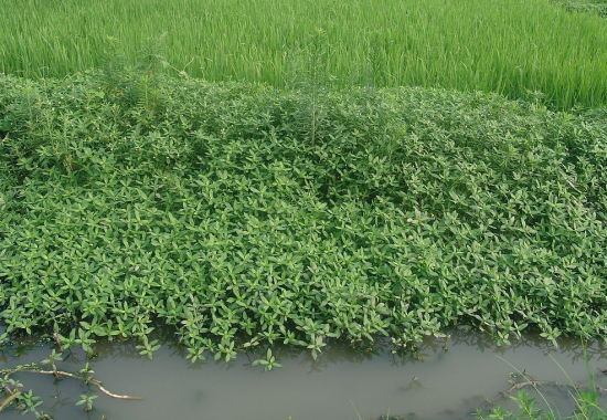 蟹池复合型水草种植与管理