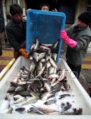 2011年1月2日,南京惠民桥水产批发市场经营户在装运鲜鱼.