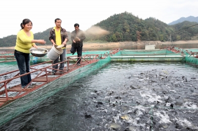 11月4日下午,黄山区标准化渔业养殖示范基地内,工作人员在喂养湘云鲫.