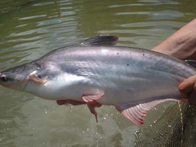 云南玉溪:淡水鲨鱼人工养殖与繁殖在元江鱼种技术推广