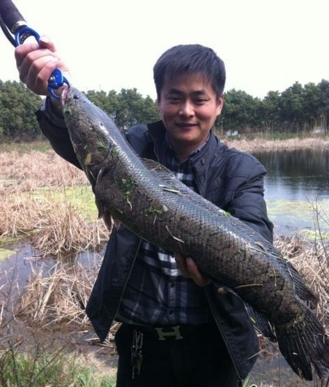 有网友在苏州相城的湖泊里钓到了一只约1米长,八九斤重的野生黑鱼