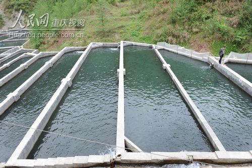 石柱县将建重庆市最大冷水鱼养殖基地
