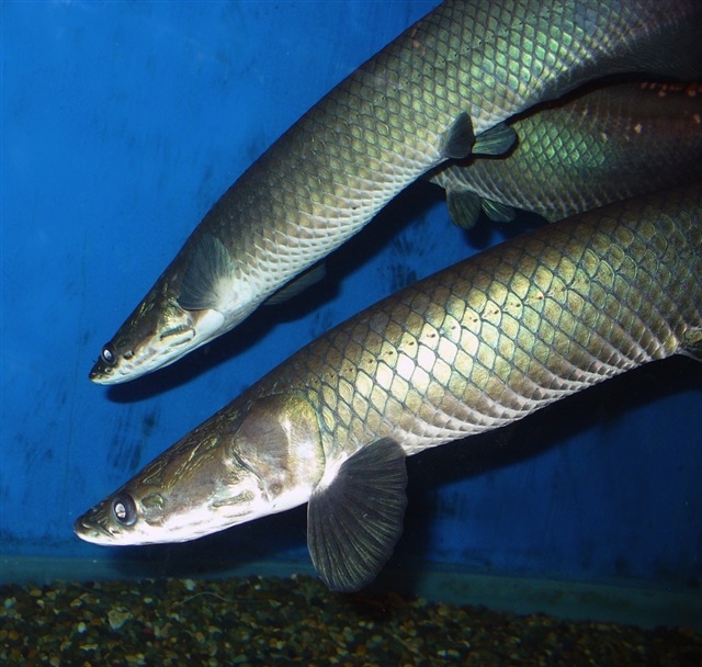 亚马孙河发现三米长新种淡水鱼 用肺呼吸