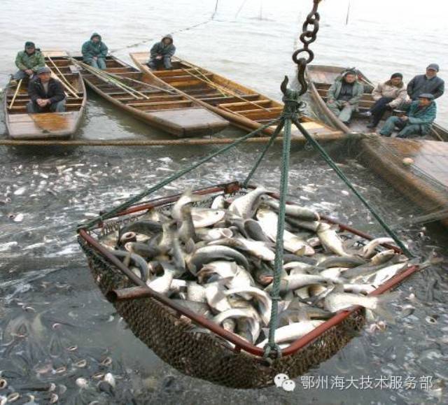 花鲢白鲢草鱼鲫鱼等常规淡水鱼养殖品种行情预测
