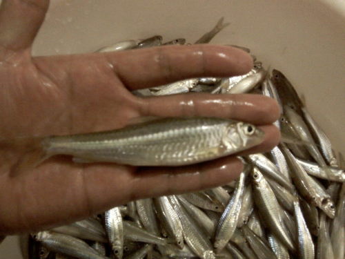 南美白对虾和沙锥鱼混养:能控制发病率还能提升对虾规格