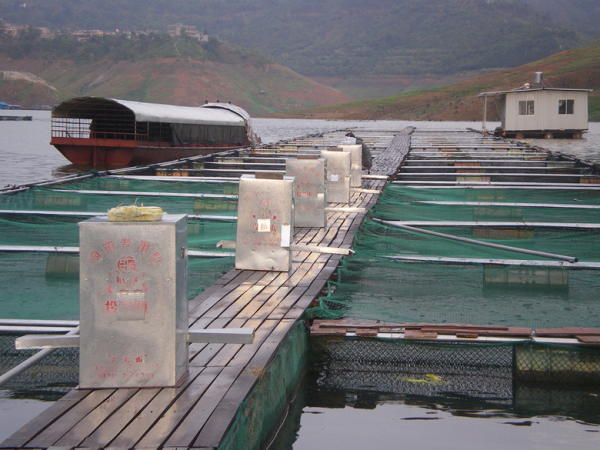 万峰湖生态渔业养殖协会引领群众发展网箱养鱼纪实