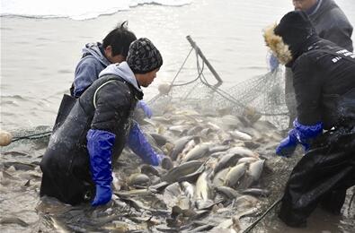 新疆昌吉呼图壁县举办首届冬捕节 头鱼竞拍3.38万元