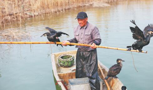 鹰飞鱼跃山东马踏湖家族传承200年鱼鹰捕鱼如今后继乏人
