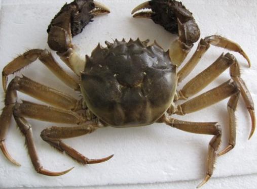来源/上海海洋大学   "菊黄蟹肥",虽已至11月底,但螃蟹依旧美味.