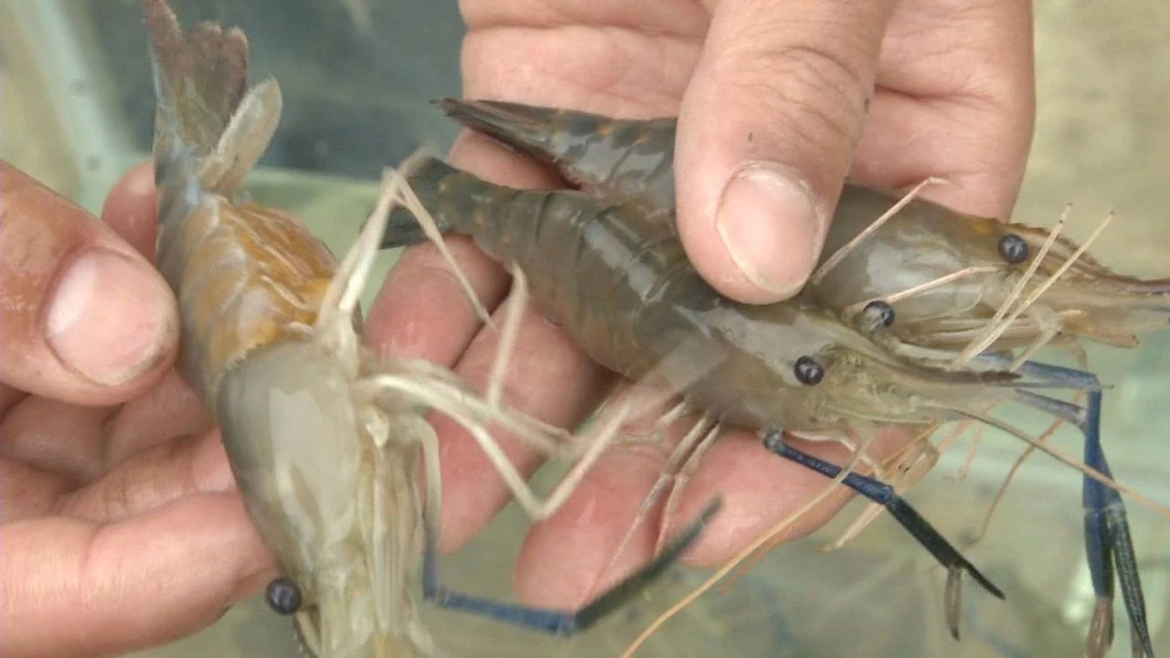 罗氏沼虾优势多多能适合在湖北大面积养殖吗