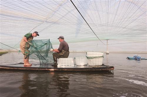 养殖的理想之地,村民通过"股份合作"形式建起温室大棚养殖南美白对虾