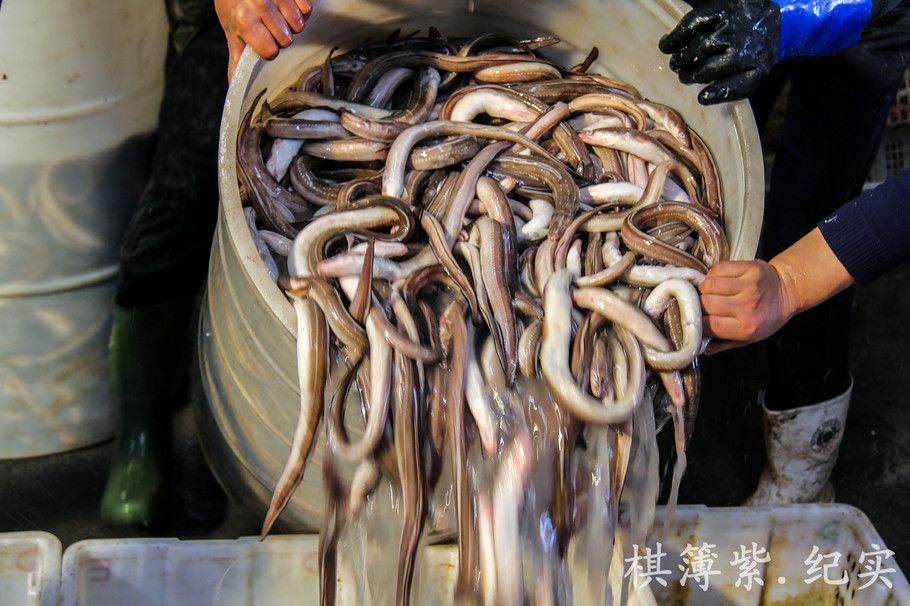 辽宁海鲜市场现48斤超大油甘鱼令人称奇