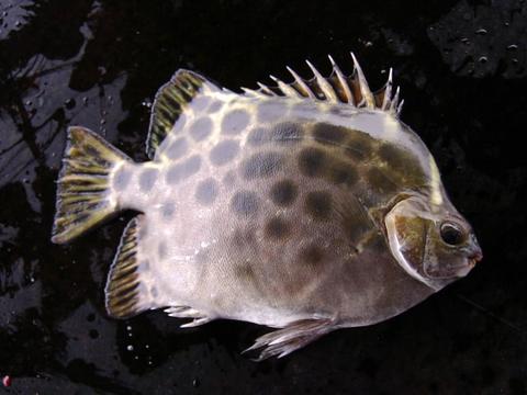 非洲金鼓鱼 百科图片