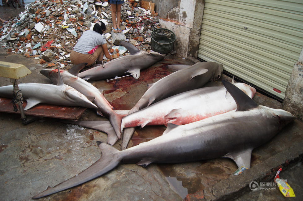 而一小贩共收购了6条小鲨鱼,最大的重约500斤,小的约100多斤.