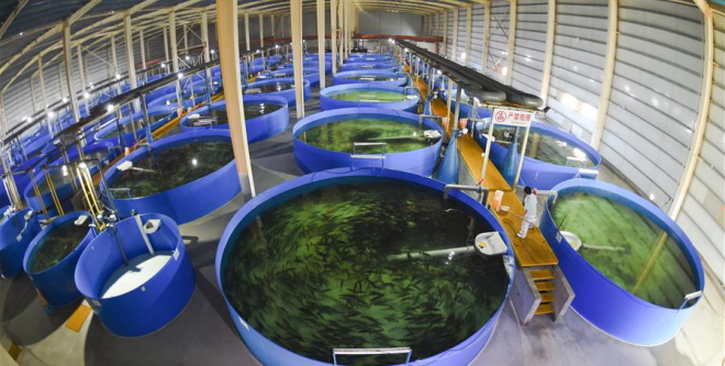 深海养殖进室内:一万平米的养殖面积只要五